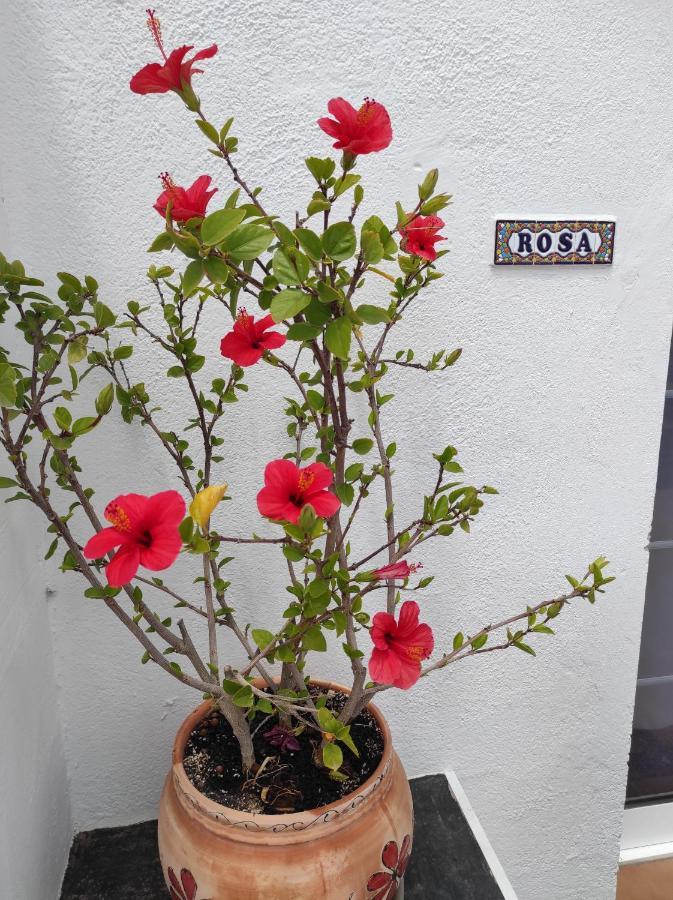 Apartamento Rosa eden La Asomada  Exterior foto